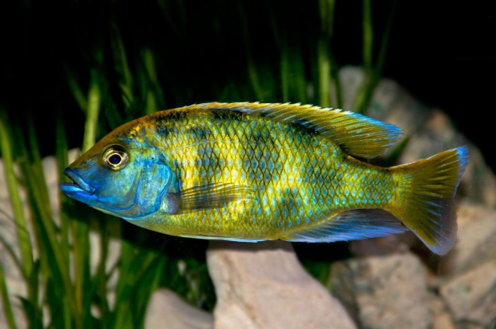 Рыбки из озера малави (цихлиды малавийские) узнают своих хозяев?
