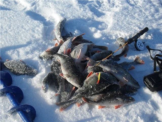 Ловля рыбы на безмотылку зимой – суперулов – интернет-портал о рыбалке