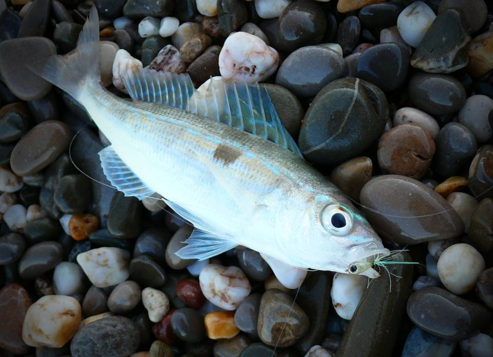 Рыба «снеток» фото и описание