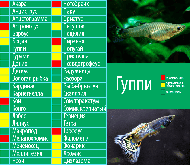 Аквариумные рыбки гуппи — содержание и кормление, отличие самки от самца и их размножение