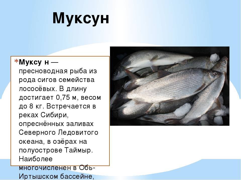 Рыба муксун: описание с фото, где водится, чем питается