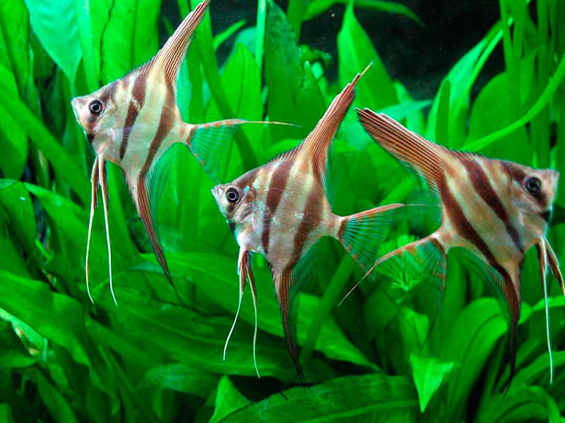 Рыбка скалярия: содержание, как различить, чем кормить, размножение