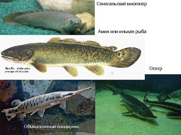 Рыба «палия» фото и описание