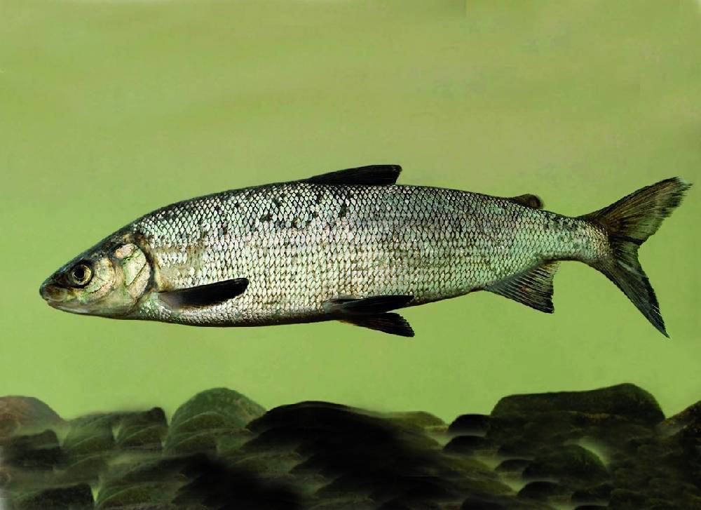 Вомер рыба. описание, особенности, среда обитания и фото рыбы | живность.ру