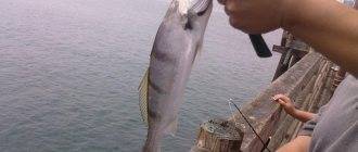 Как поймать лаврака (сибаса) в средиземном море израиля - виды снастей, наживки, тактика ловли