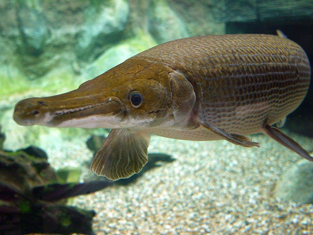 Панцирная щука длиннорылая фото и описание – каталог рыб, смотреть онлайн