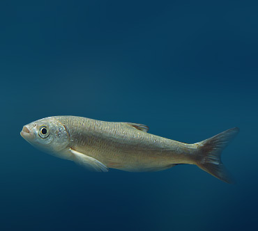 Рыба шемая: фото и описание, где водится шамайка, как выглядит азовская черноморская, каспийская, как приготовить, можно ли ловить и как