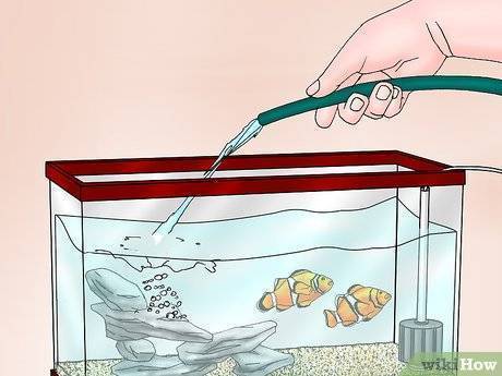Уход за аквариумными рыбками: правильное содержание и кормление рыб в домашних условиях