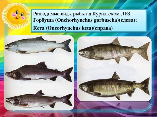 Рыба кета: описание, фото, рецепты