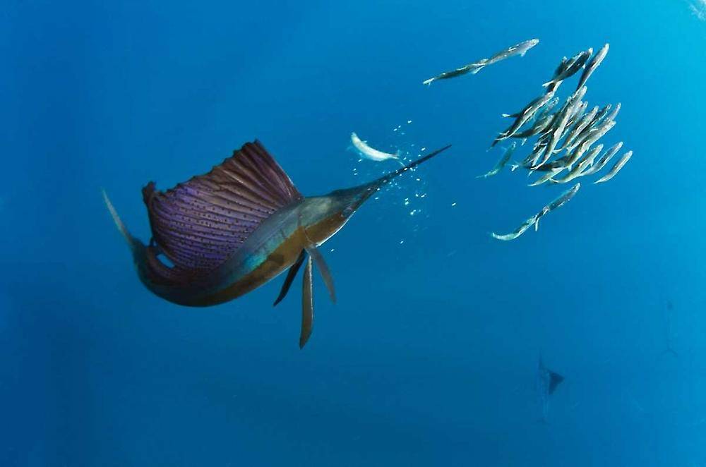 Удивительная рыба парус: рекордсмен океанов