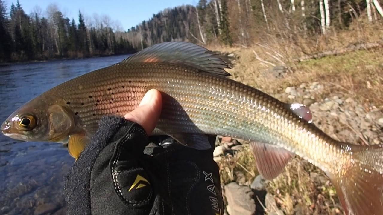 Рыбалка на лене. какая рыба водится в реке лене? рыбные места на лене