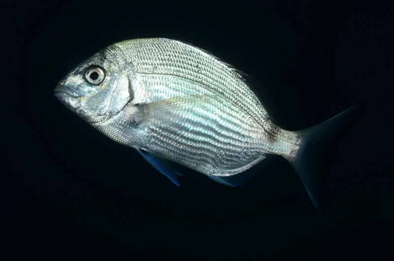 Угай крупночешуйный фото и описание – каталог рыб, смотреть онлайн
