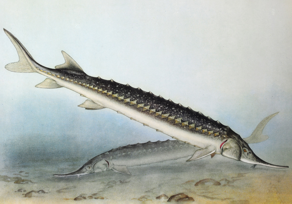 Горбыль чёрный фото и описание – каталог рыб, смотреть онлайн