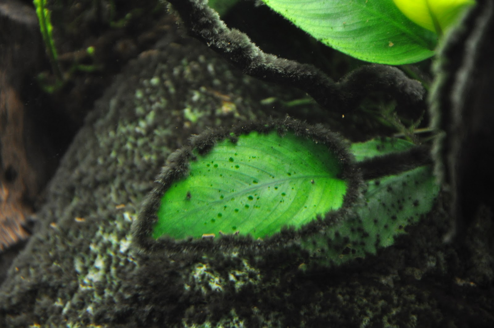 Черная борода в аквариуме: как выглядят эти водоросли и как избавиться от них с помощью перекиси и других средств