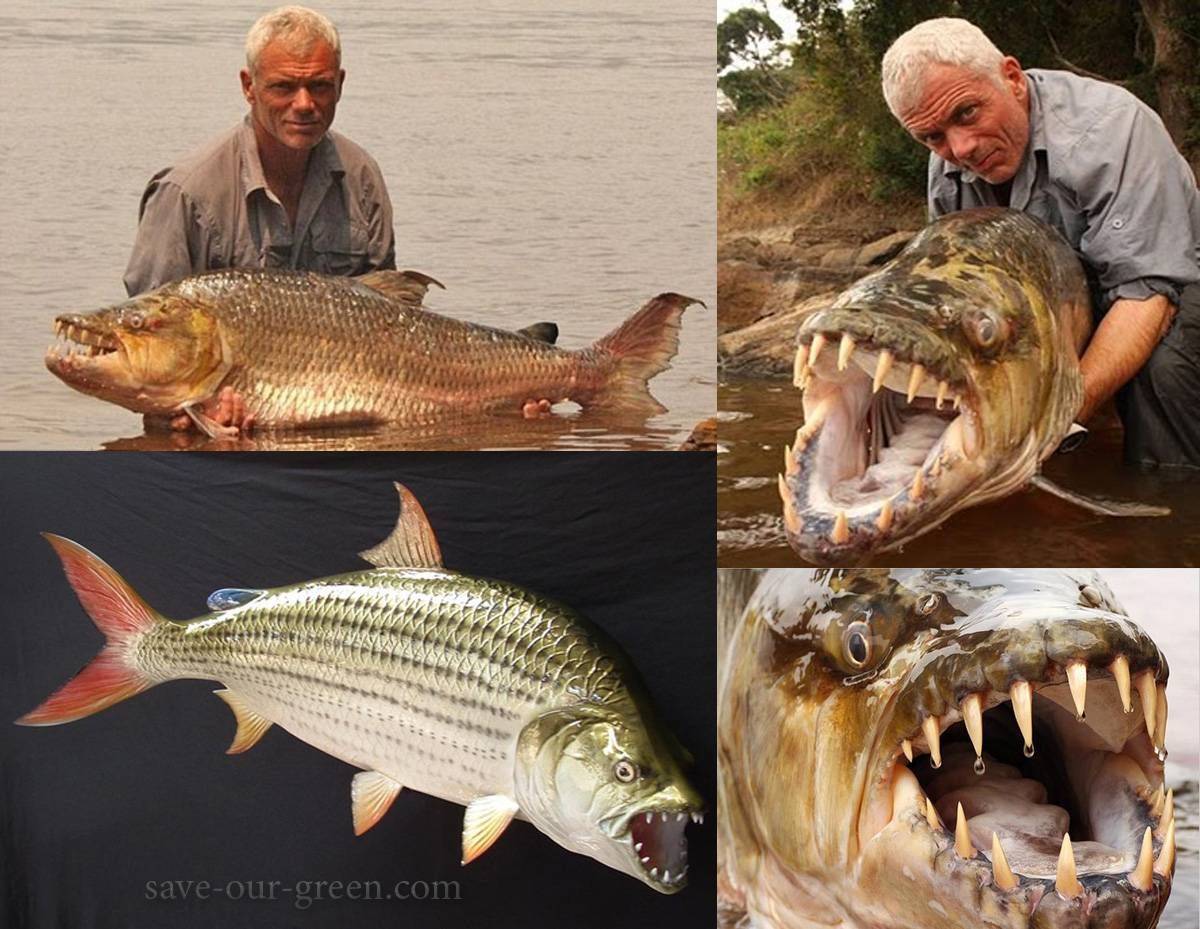 Тигровая рыба африканская фото и описание – каталог рыб, смотреть онлайн