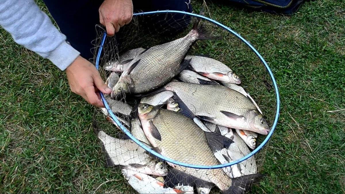 Ловля леща на фидер: выбор оснастки, наживки и прикормки для рыбалки на реке и озере, особенности снасти флэт метод