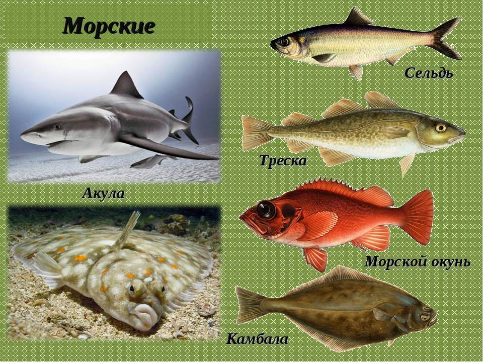 Описание и названия морских видов рыб