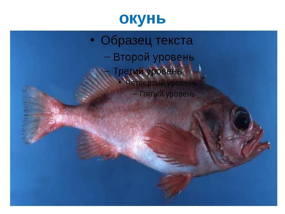 Рыба «угорь» фото и описание