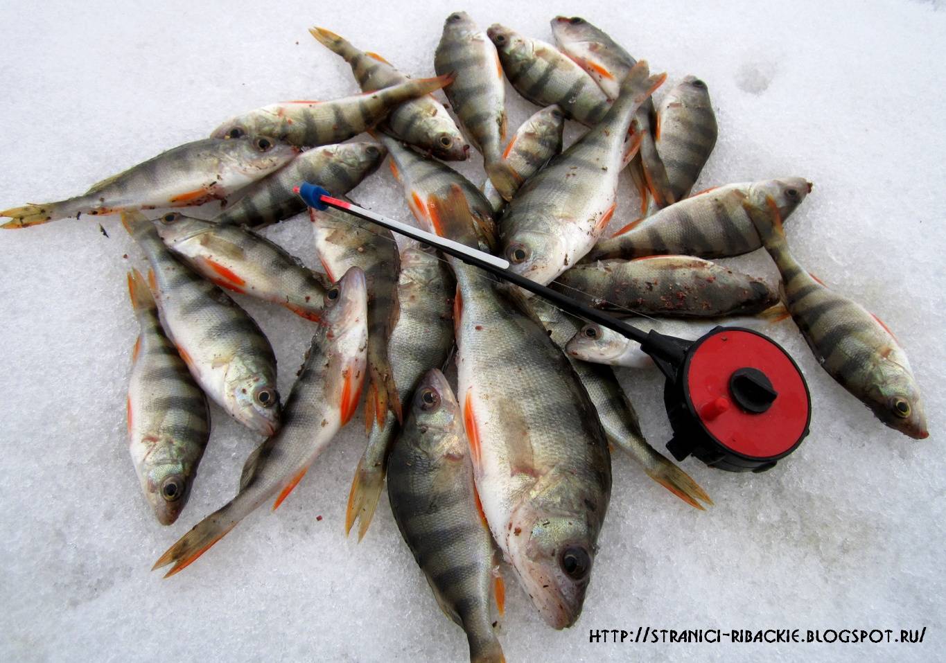 Рыбалка на окуня зимой: зимние приманки и снасть на окуня, тактика и стратегия ловли, видео