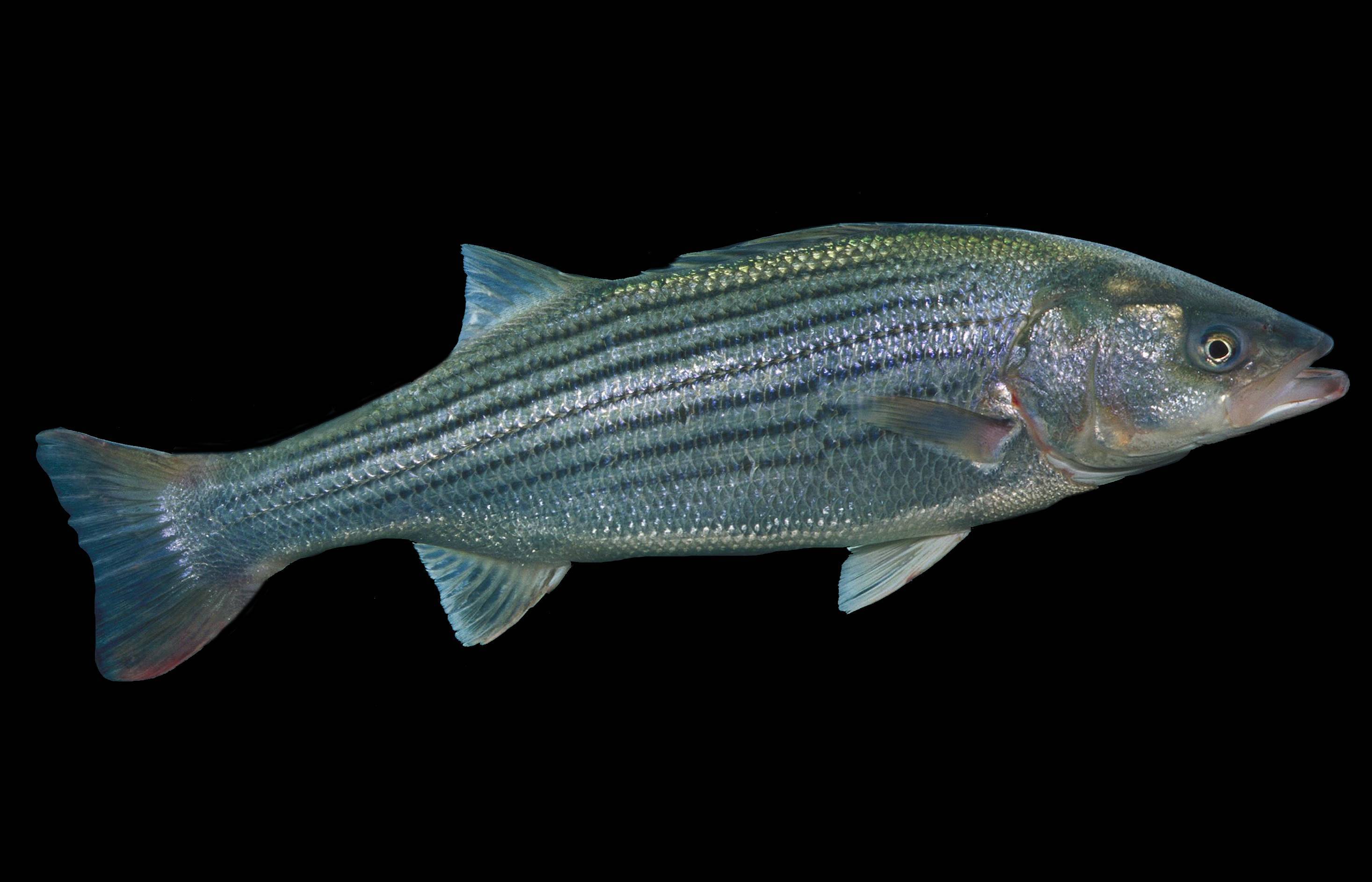 Рыба «верхогляд» фото и описание