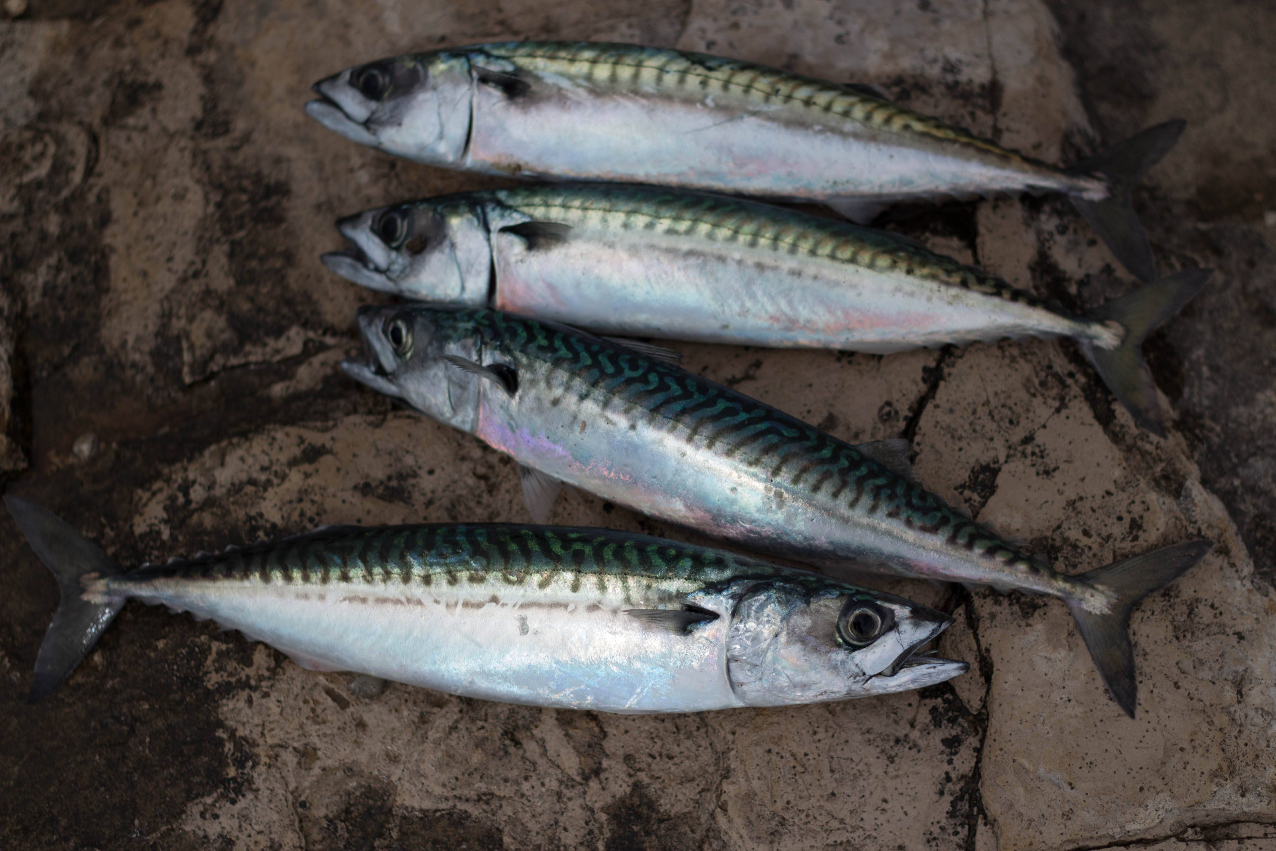 Рыбы голубая макрель и скумбрия: чем отличаются по вкусу, в кулинарии? как называется рыба, похожая на скумбрию, но крупнее и менее жирная: название