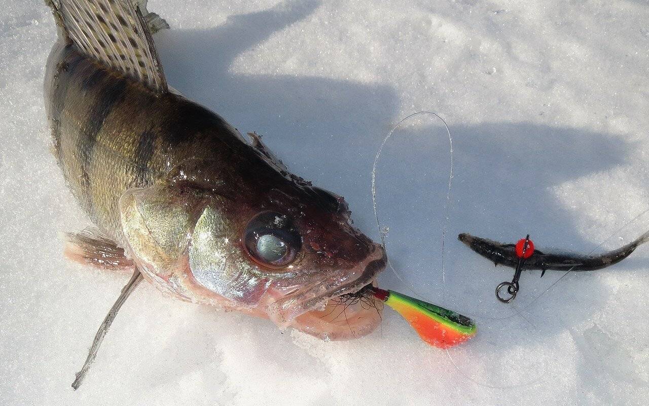 Ловля судака на мормышку на зимней рыбалке: техника и тактика ловли