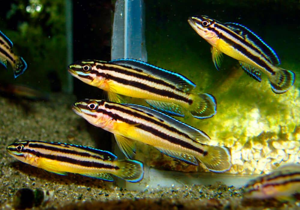 Юлидохромис транскриптус (julidochromis transcriptus) » домашний аквариум