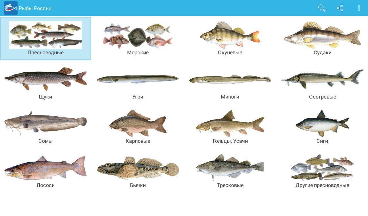 Какая рыба - без костей? перечень, советы по приготовлению - новости, статьи и обзоры