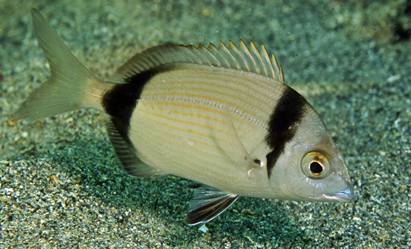Тюлька абрауская фото и описание – каталог рыб, смотреть онлайн