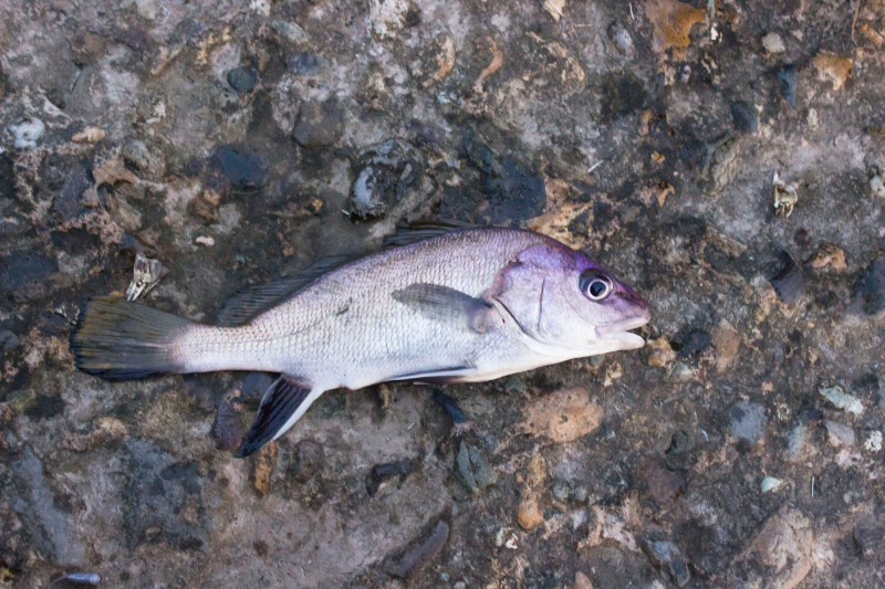Рыба «Горбыль песчаный» фото и описание