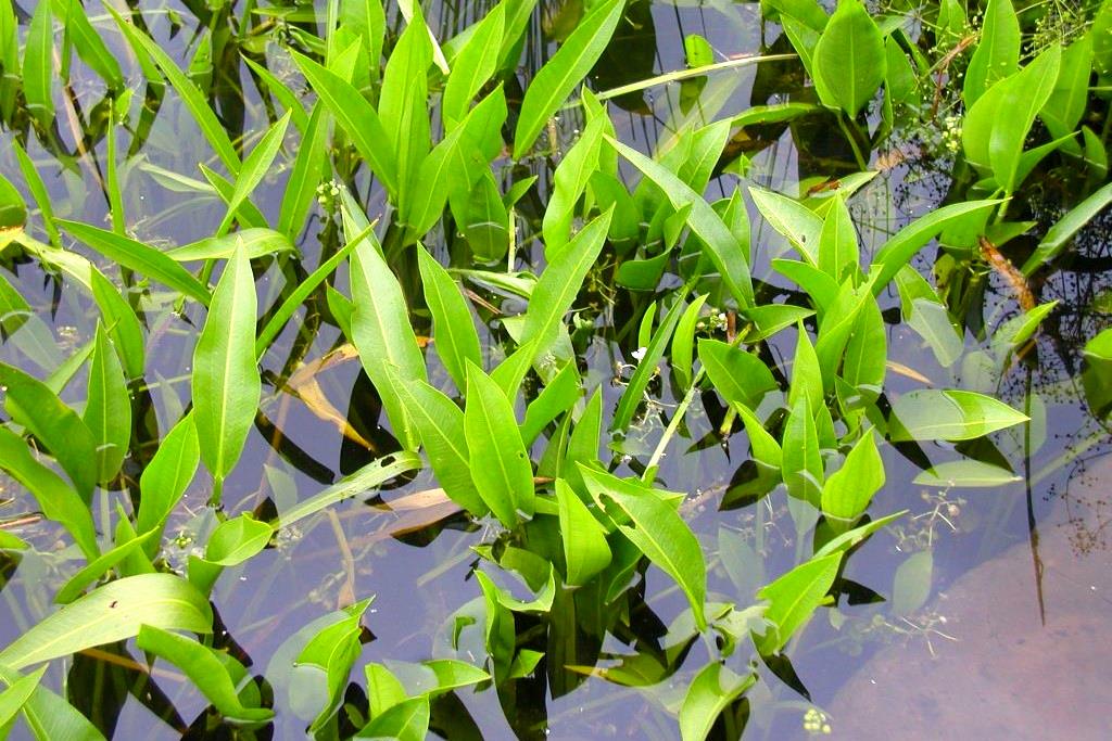 Сагиттария, стрелолист аквариумное растение: содержание, фото