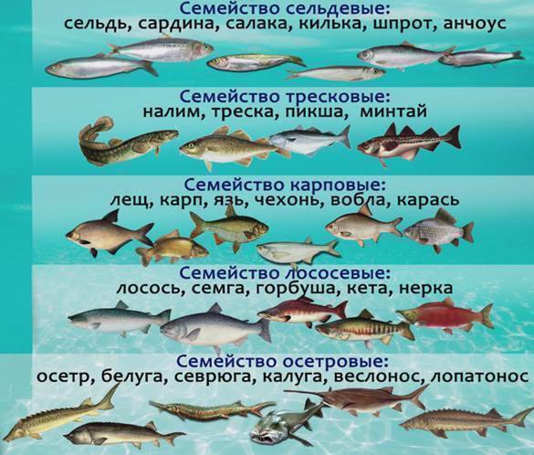 Рыба семейства тресковых - список представителей и видов, названия и фото