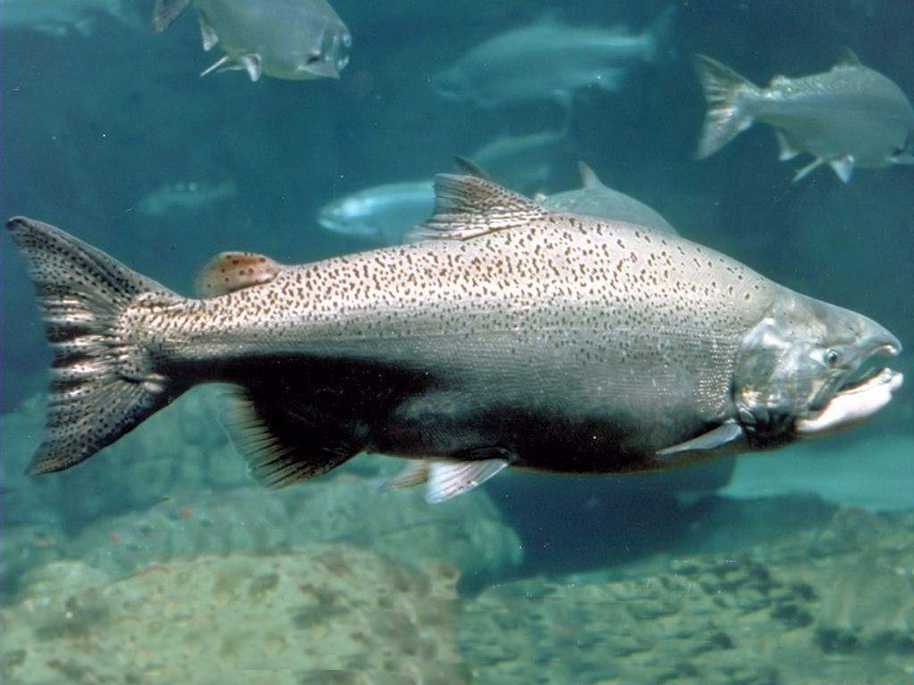 Рыба чавыча: характеристика, где обитает, отличие от кижуча