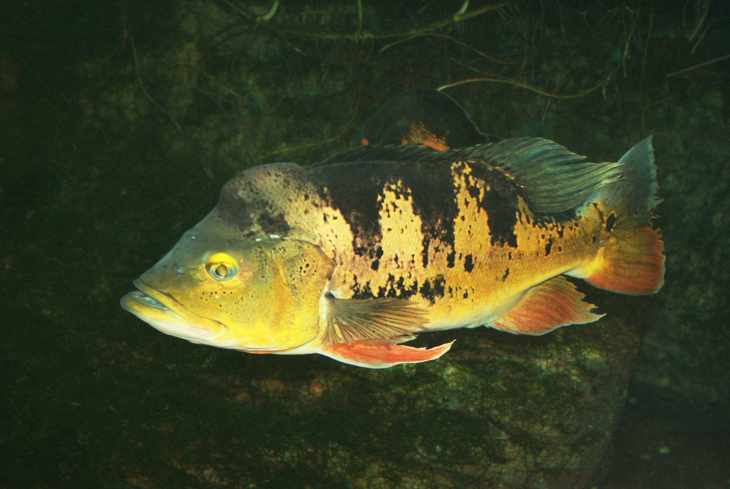 Рыба «морской окунь красный» фото и описание
