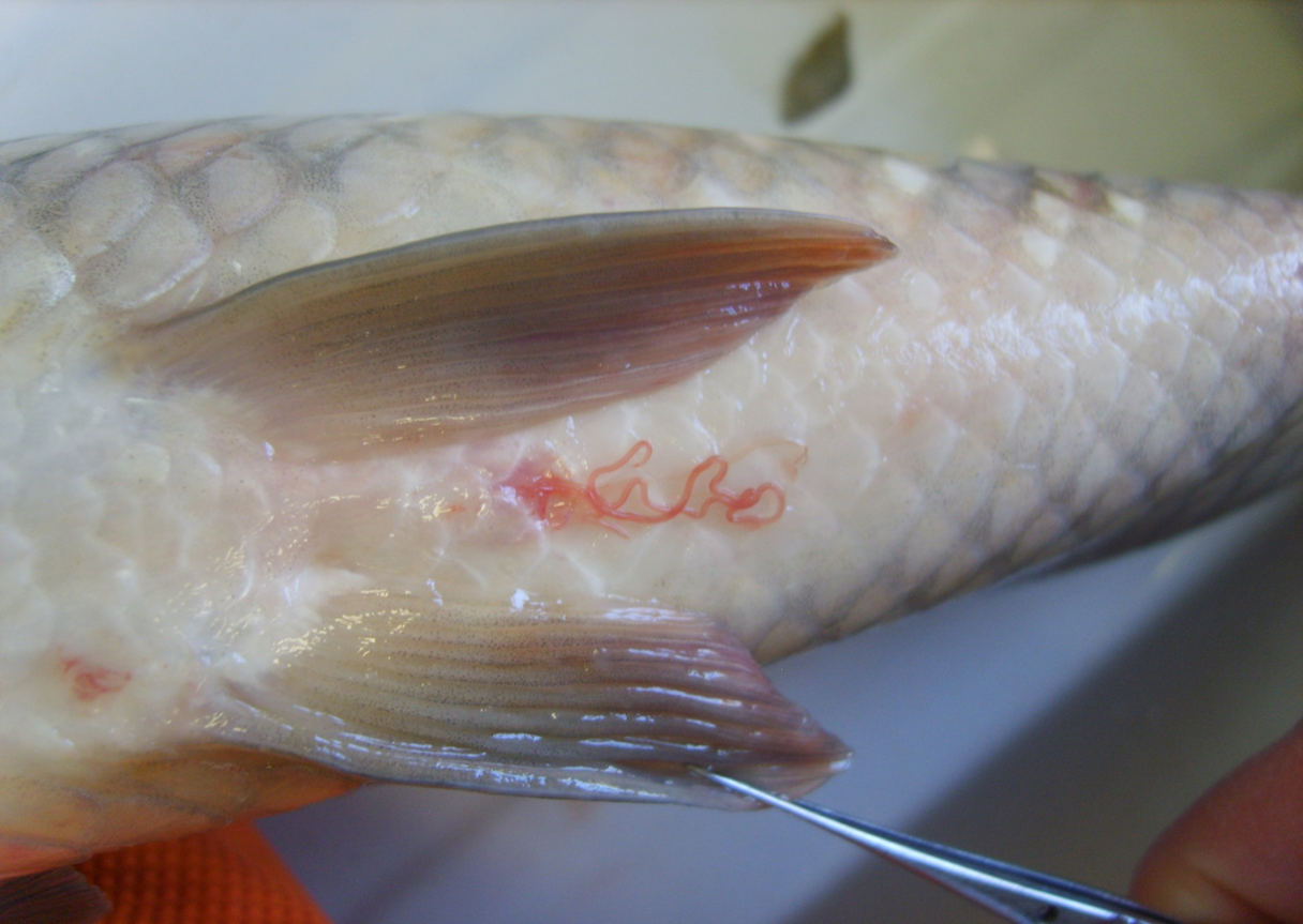 В какой рыбе находится описторхоз и как его правильно уничтожить?