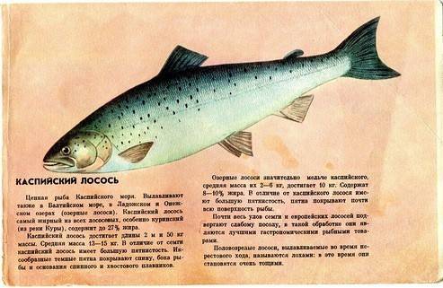 Рыба «вобла» фото и описание
