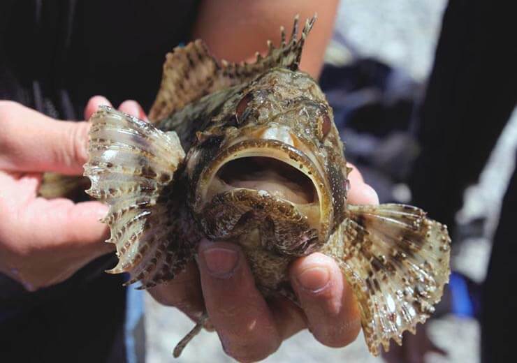 Скорпена черноморская можно ли есть. кто такая рыба скорпена? морской ерш, или черноморская скорпена