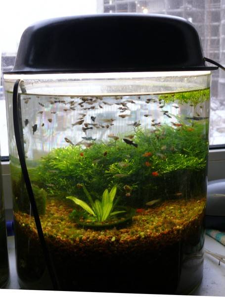 Аэрация аквариума: нужна ли в аквариуме, способы подачи