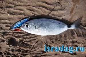 Рыба «нерка» фото и описание