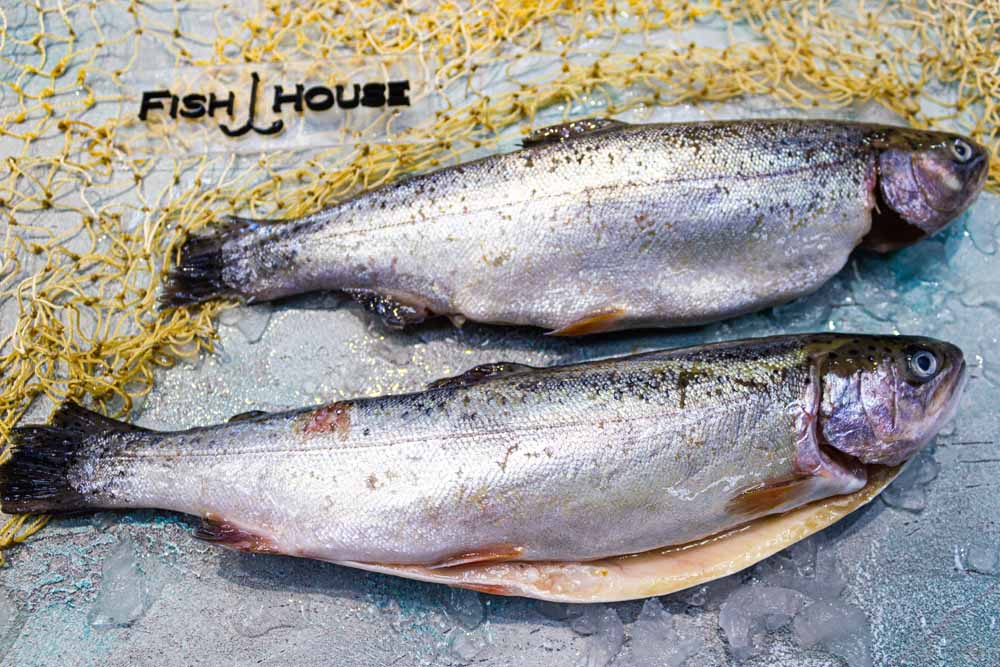 Голец арктический фото и описание – каталог рыб, смотреть онлайн