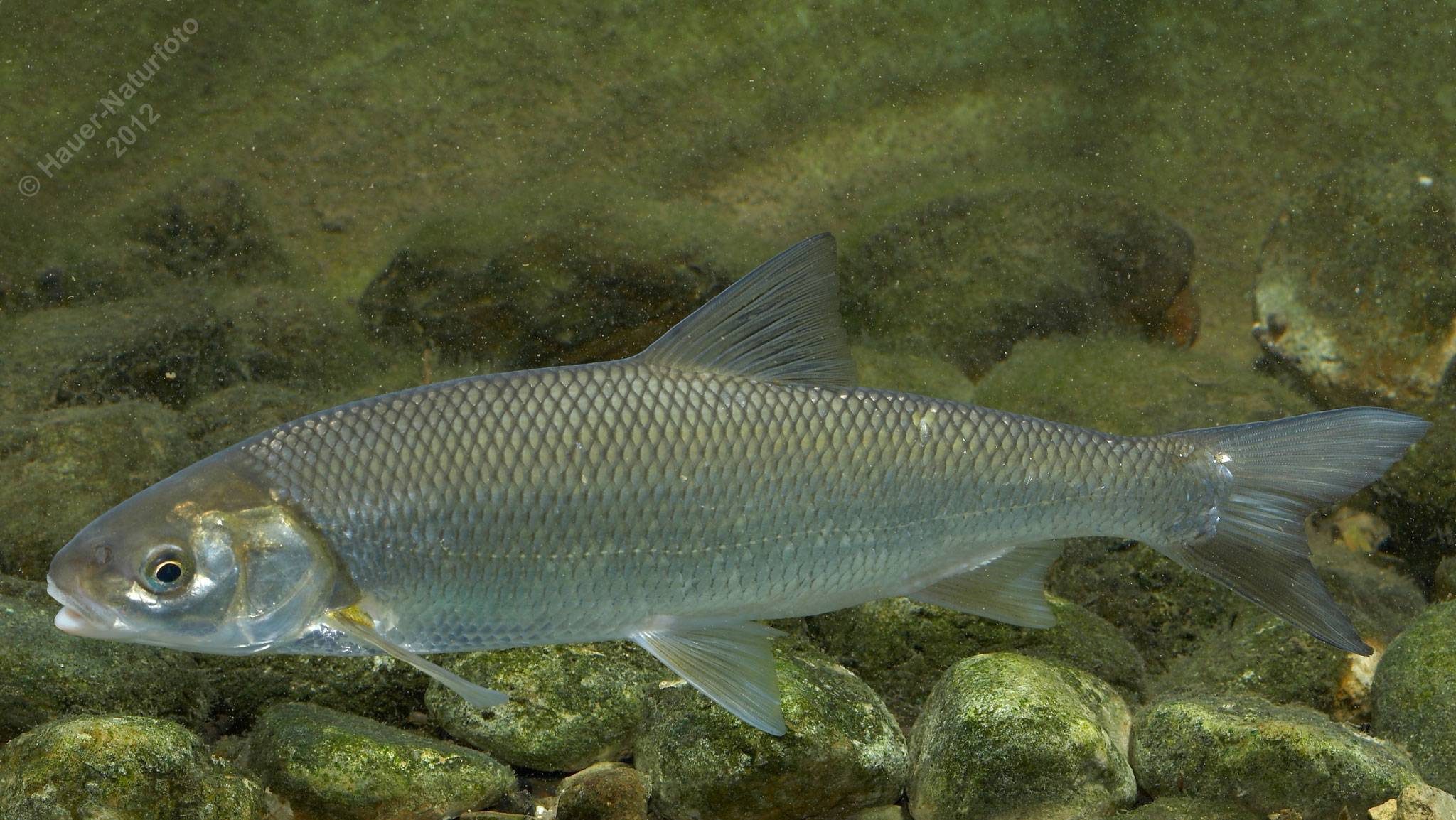 Рыба вырезуб: описание и фото :: syl.ru