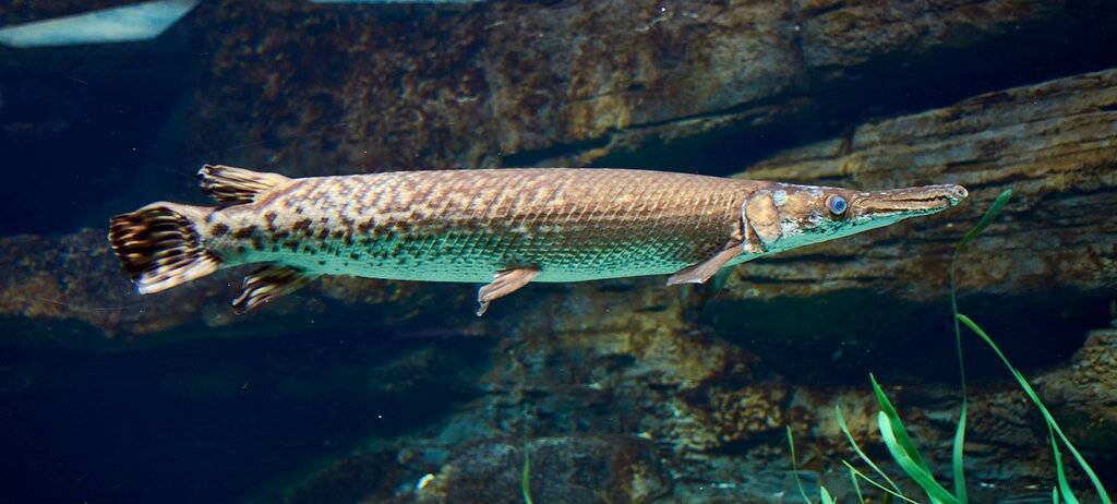 Рыба «Панцирная щука длиннорылая» фото и описание
