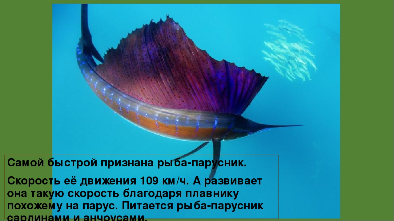 Знакомство с удивительной рыбой “парусник”
