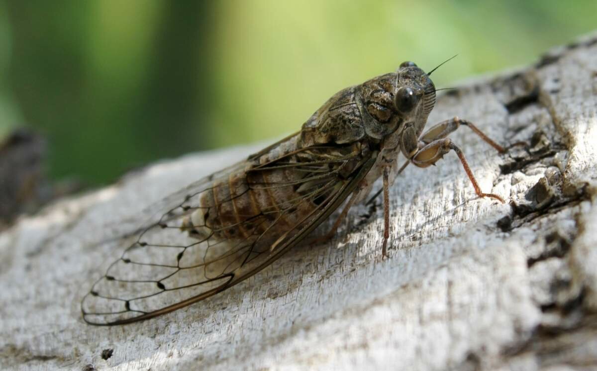 Насекомое майский жук (хрущ): виды, фото. ареал, интересные факты, повадки