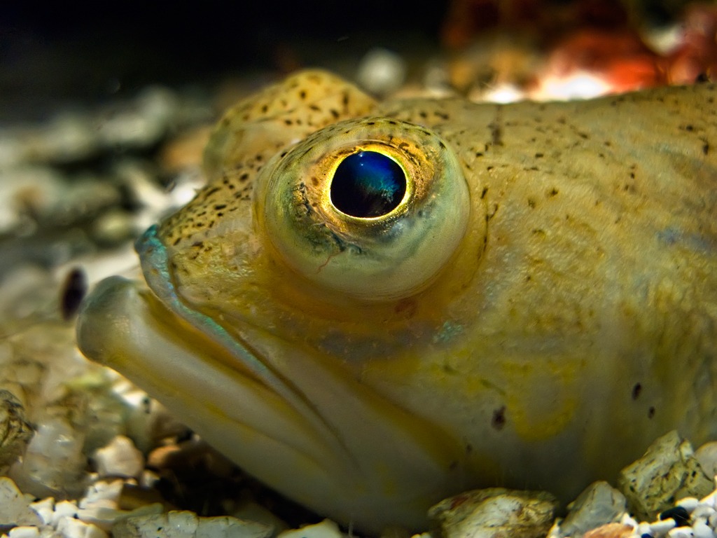 Какие глаза у рыб