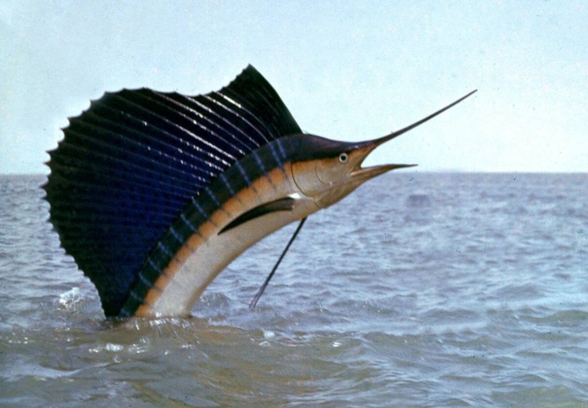 Парусник — самая быстрая рыба в мировом океане