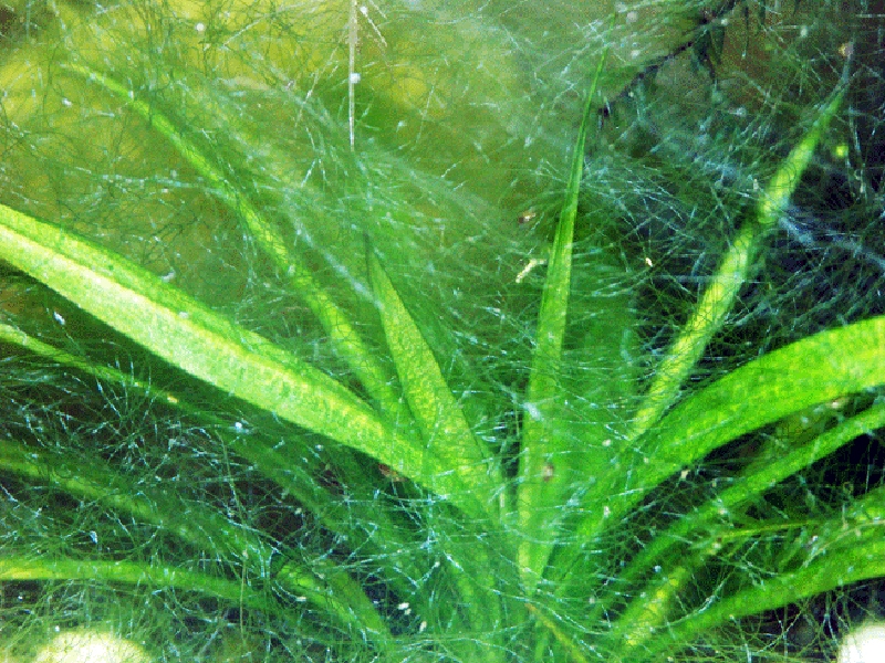 Бурые водоросли (коричневый налет) в аквариуме: диатомовые водоросли, как избавиться, причины появления, профилактика, симптомы, виды, описание, лечение