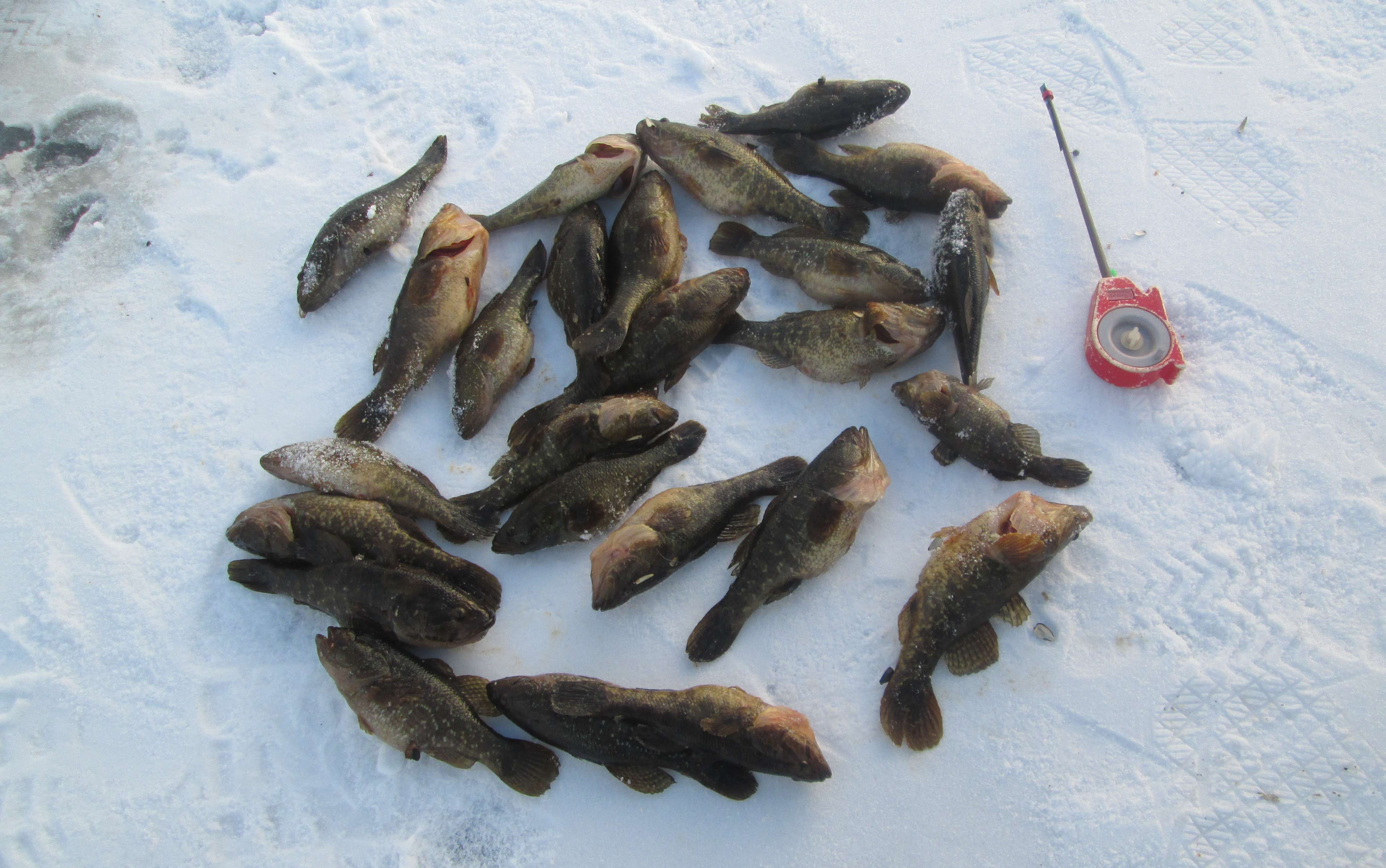 Ловля плотвы весной: в чем особенности сезона, основные секреты успешной рыбалки