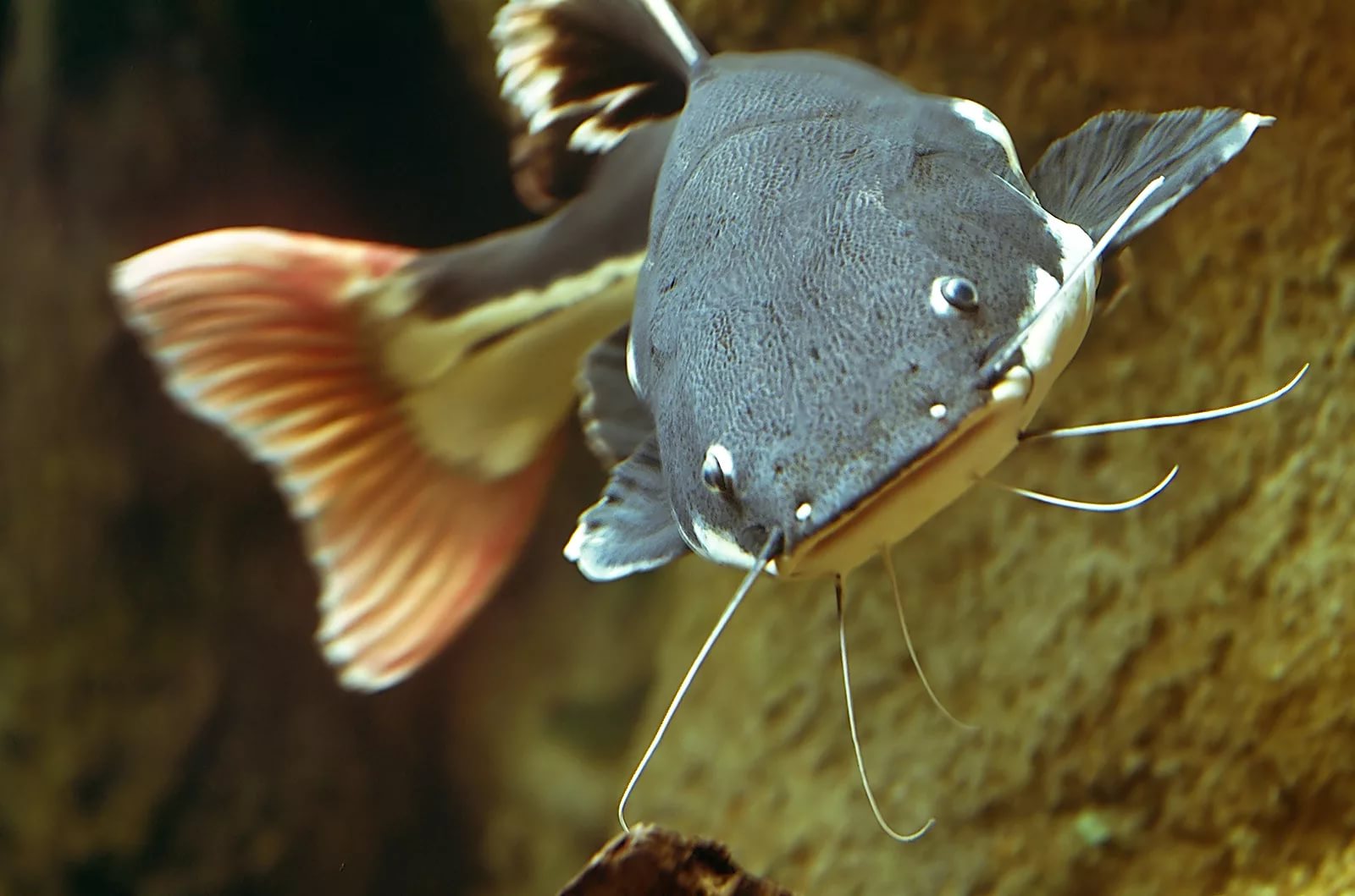 Краснохвостый сом фрактоцефалус: фото, описание, содержание в аквариуме