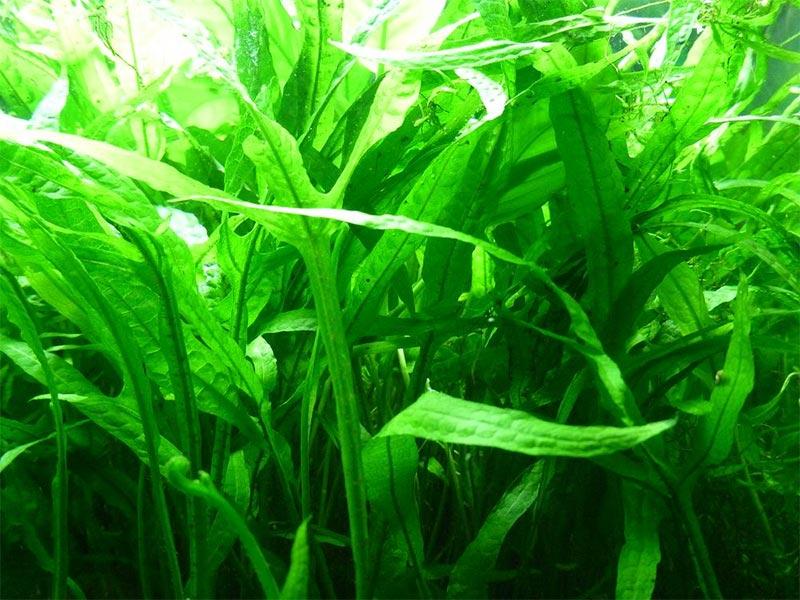 Неприхотливые аквариумные растения: топ 10